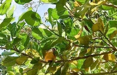 Imagem 8: Aluga-se uma casa em enseadas dos corais em gaibu