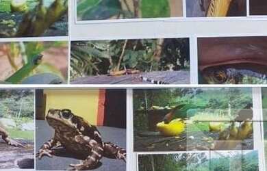 Imagem 13: ANGELINA - Chácara - Angelina