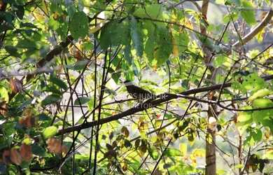 Imagem 7: Maravilhoso sítio na estrada da produção a 12 km de Moc todo formado