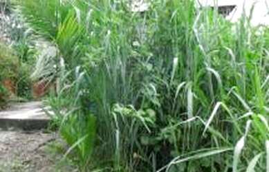 Imagem 3: Área para venda 3413 metros quadrados em Nova Cidade - São Gonçalo...