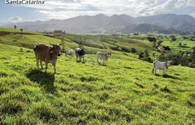 Imagem 13: Terreno à venda, 20000 m² por R$ 150.000 - Fazenda Paraíso - Imaruí/SC