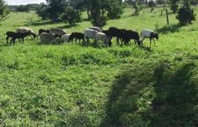 Imagem: A fazenda possui 15.000m² de Área e está localizado em Ceará-Mirim