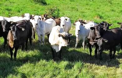 Imagem: A fazenda possui 425000-0m² de Área e está localizado em