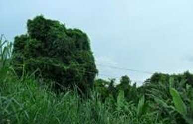 Imagem 2: Área para venda 3413 metros quadrados em Nova Cidade - São Gonçalo...