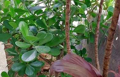 Imagem 5: Casas para venda em Bragança Paulista no bairro Jardim América