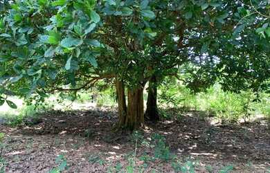 Imagem 11: Chácara 4000m², Frente Rodovia GO-040, Terra Cultura, Cercada, Entre...