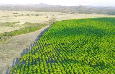 Imagem 4: Fazenda 113 alq Município de Niquelandia-Goiás