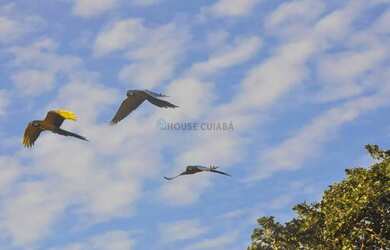 Imagem: A fazenda e possui Dormitórios, Suítes, Banheiros, 18000-0m²