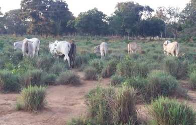 Imagem 3: Chácara com 3 dormitórios à venda, 217800 m² por R$ 1.050.000,00 -...