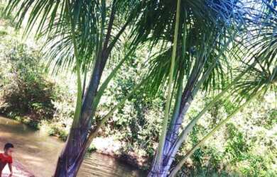Imagem: A fazenda e possui Dormitórios, Suítes, Banheiros, 200-0m²
