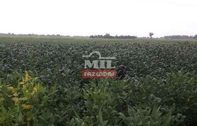 Imagem 4: Fazenda Produtiva em Porangatu-GO / 92 Alq. 445 Há