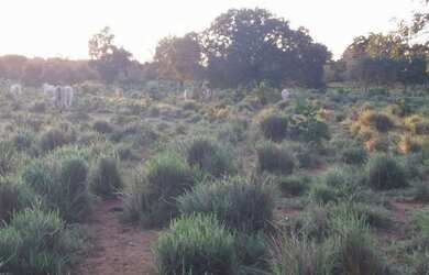 Imagem 2: Chácara com 3 dormitórios à venda, 217800 m² por R$ 1.050.000,00 -...