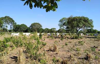 Imagem 7: Fazenda à venda de 497,00 Ha para Agricultura Irrigada Ibiaí - MG
