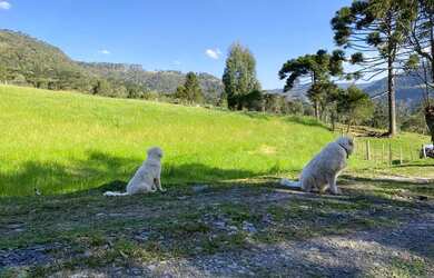 Imagem 12: Terreno - Urubici