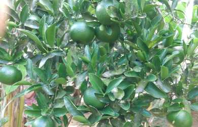 Imagem 11: Linda chacara com ribeirao casa pitoresca apenas 123 mil.reais