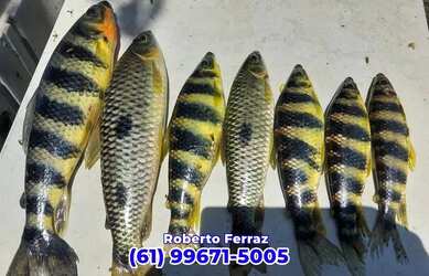 Imagem: O terreno possui 20.000m² de Área e está localizado em Fazendinha