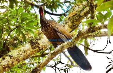 Imagem 6: Casa à venda, 212 m² por R$ 1.220.000,00 - Agriões - Teresópolis/RJ