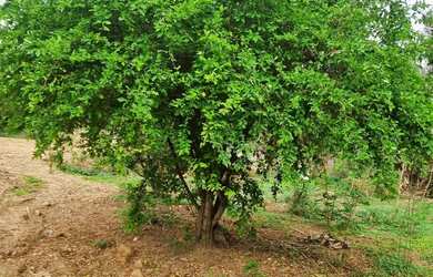 Imagem 16: Chácara 2.660 metros valor 430.000