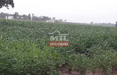 Imagem 12: Fazenda Produtiva em Porangatu-GO / 92 Alq. 445 Há