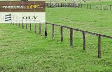 Imagem 11: Fazenda Extra Município de Palestina - GO 175 Alqueires