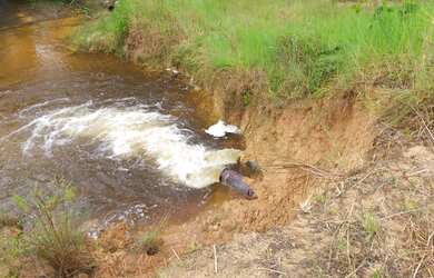 Imagem 5: Fazenda Bela Vista a venda tem 1500 Hectares em Zona Rural - Rio Preto...