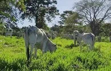 Imagem: A fazenda está localizado em Niquelândia, GO à venda por