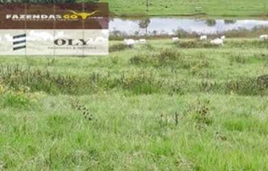 Imagem 9: Fazenda Extra Município de Palestina - GO 175 Alqueires