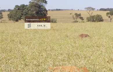 Imagem 3: Fazenda Extra Município de Palestina - GO 175 Alqueires