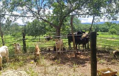 Imagem 14: Sitio 9 hectares e meia valor 295.000