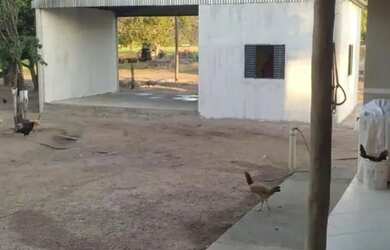 Imagem 2: Fazenda à venda, m² por R$ 100.000.000 - Zona Rural - Bom Jardim de...