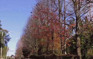 Imagem 12: Terreno - Bairro Dutra. 450m² de Área