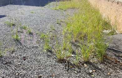 Imagem 2: CAXIAS DO SUL - Terreno Padrão - Santa Catarina