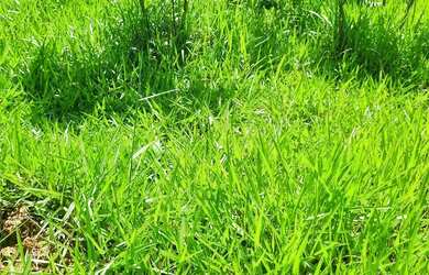 Imagem 15: Sitio 22 hectares valor 195.000