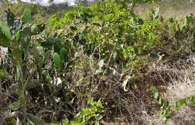 Imagem: A fazenda está localizado em Maravilha, AL à venda por R$220.000