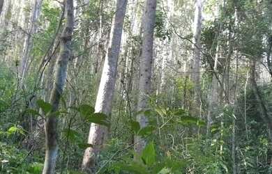 Imagem 2: Joaquim Felício- Fazenda de Soja e Milho 2753 hectares R$62.000.000,00