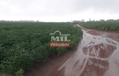 Imagem 3: Fazenda Produtiva em Porangatu-GO / 92 Alq. 445 Há
