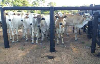 Imagem 8: Chácara com 3 dormitórios à venda, 217800 m² por R$ 1.050.000,00 -...