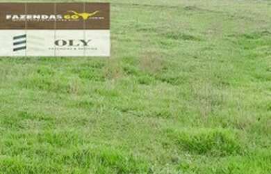 Imagem 8: Fazenda Extra Município de Palestina - GO 175 Alqueires