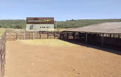 Imagem 4: Fazenda Extra Município de Palestina - GO 175 Alqueires