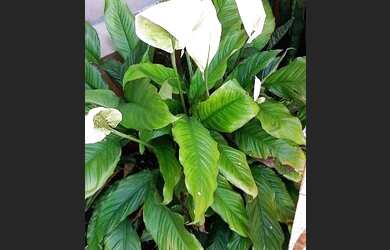 Imagem 13: Casa à venda, 195 m² por R$ 590.000,00 - Espírito Santo - Porto Alegre/RS