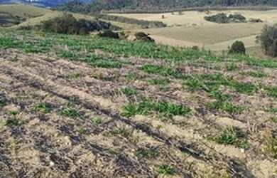 Imagem 2: Lote/Terreno para venda tem 1000 metros quadrados em Jardim Colonial -...
