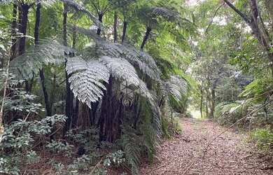 Imagem 11: Chácara com casa e ótimo aproveitamento