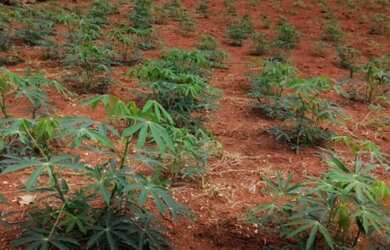 Imagem 14: Chácara 7.300 metros valor 700.000 em unai mg