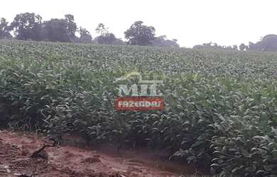 Imagem 7: Fazenda Produtiva em Porangatu-GO / 92 Alq. 445 Há