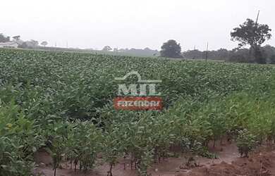 Imagem 11: Fazenda Produtiva em Porangatu-GO / 92 Alq. 445 Há