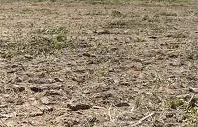 Imagem 1: Fazenda novo acordo Tocantins