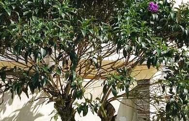 Imagem: A casa possui 5 Dormitórios, 5 Banheiros, 4 Vagas na garagem