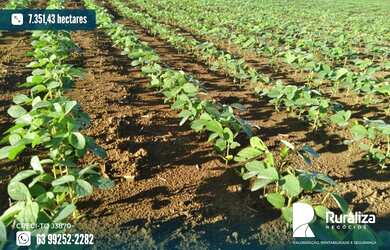 Imagem 1: Fazenda em exploração agrícola no vale do Araguaia TO