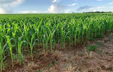 Imagem: A fazenda possui 976m² de Área e está localizado em Santa