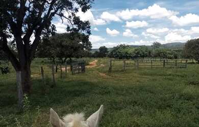 Imagem 7: Fazenda Buritis MG. 345m² de Área